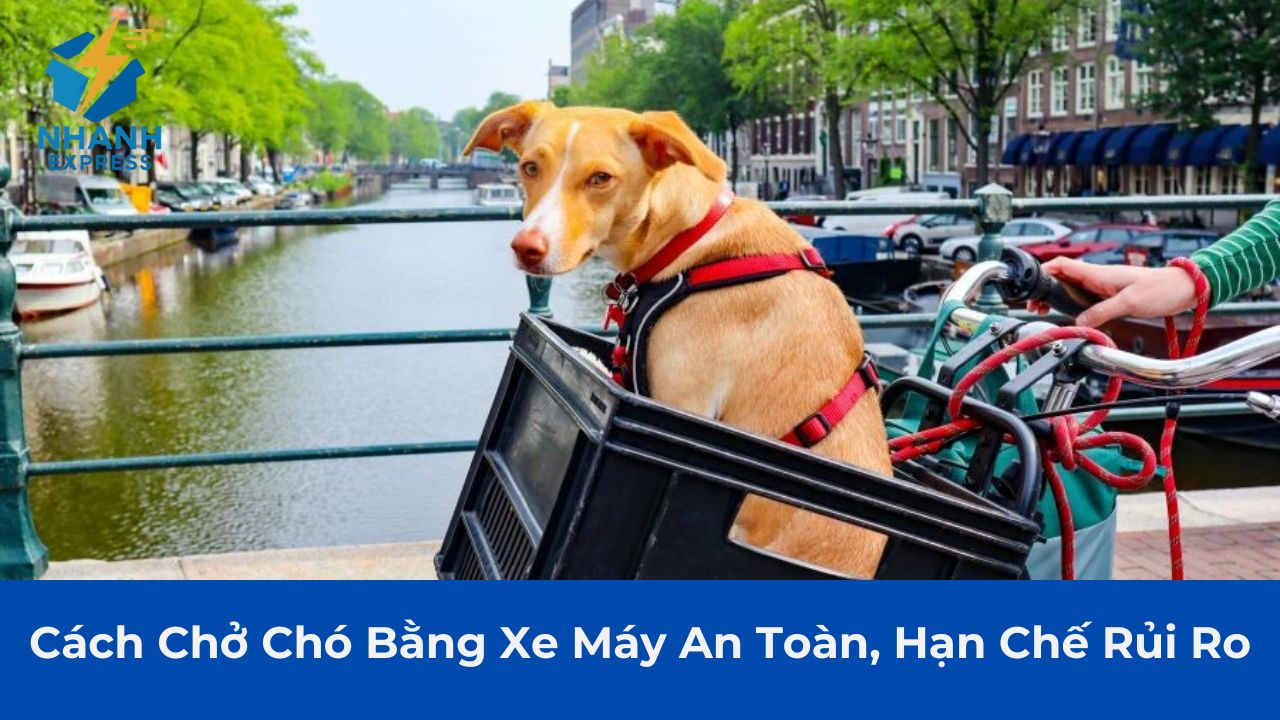 Cách chở chó bằng xe máy