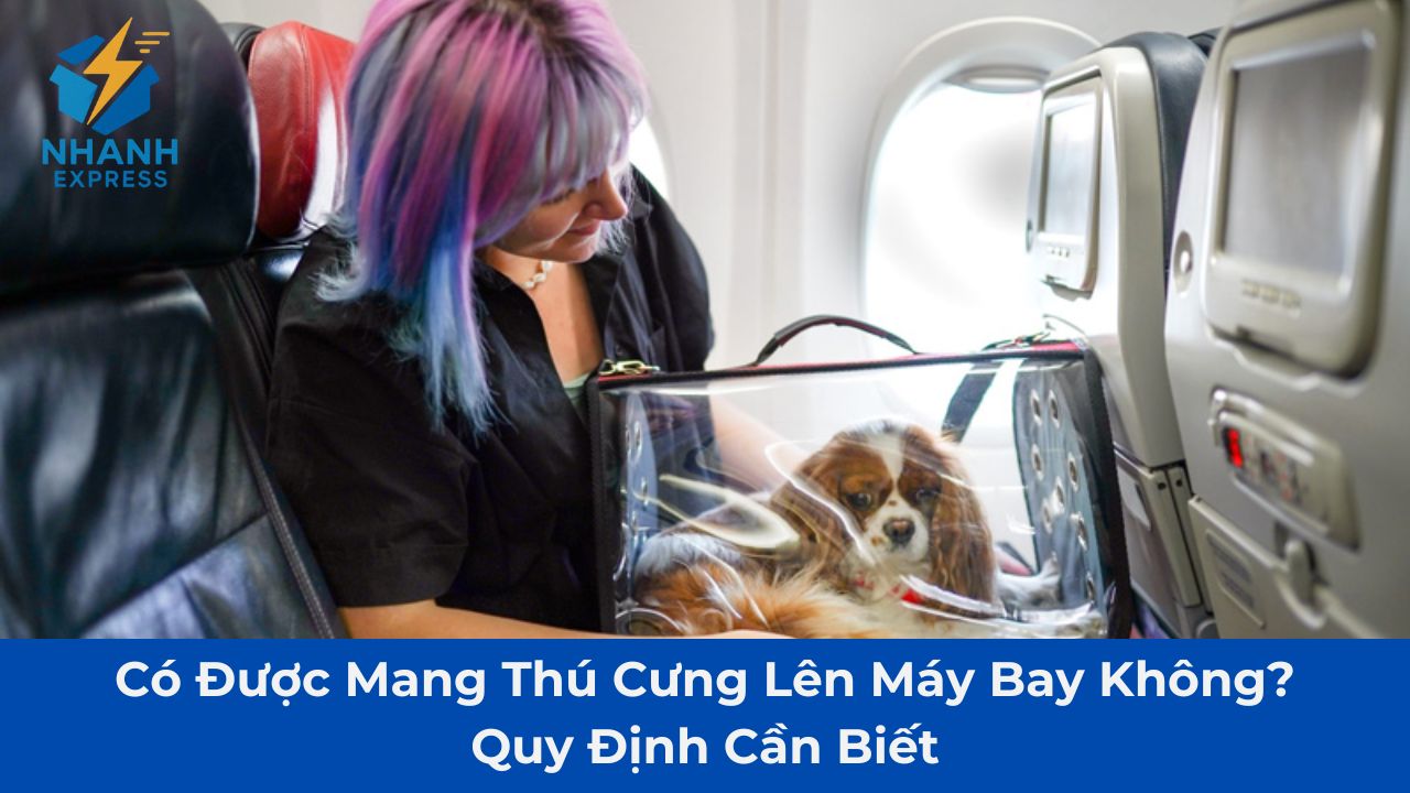 Có được mang thú cưng lên máy bay không