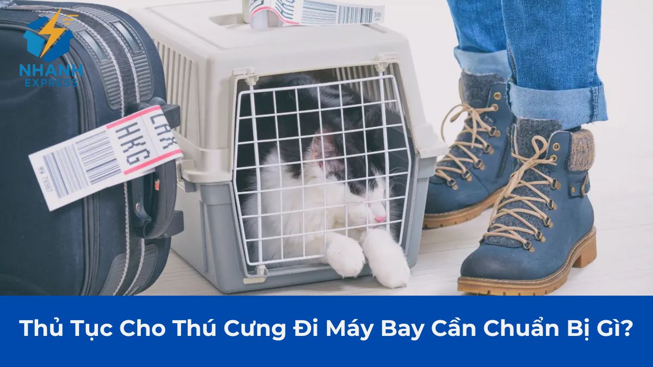 Thủ tục cho thú cưng đi máy bay